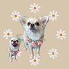「Dog salon mofu mofu　余市町」
