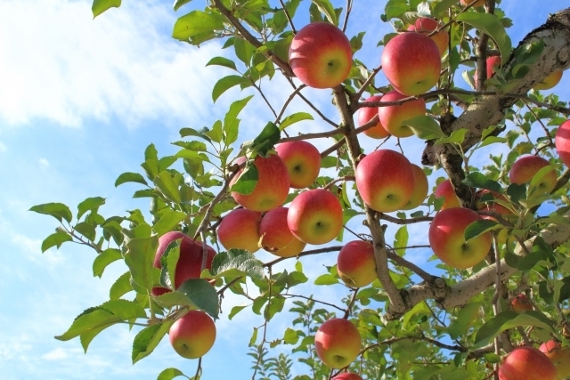 「【いいりんごの日】りんごの栄養と薬効【船橋市の鍼灸専門院　心月院】」