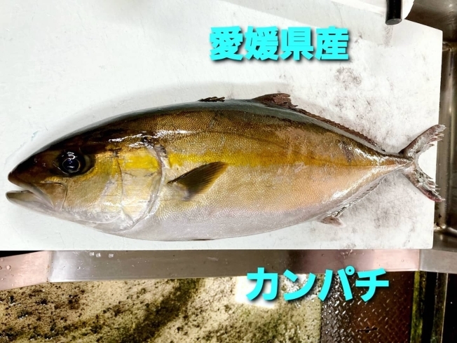 「○本日のお刺身○【しまね定置もん】イサキ、【愛媛県産】カンパチ」