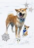 「Dog salon mofu mofu　余市町」