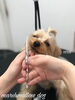 「秋のオプションキャンペーン　^ - ^」