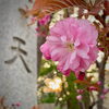 八重桜が咲き始めた「Good morning Otaru! ◎ 小樽の古民家ゲストハウスより」