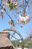 親子孫水車夢すき公園（4/19撮影）「桜🌸終わった…？いえいえ、次は八重桜ですよ！🌸🌸」