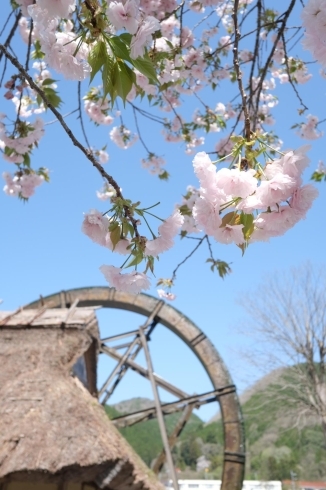 親子孫水車夢すき公園（4/19撮影）「桜🌸終わった…？いえいえ、次は八重桜ですよ！🌸🌸」