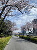 わたしの地元の桜〜^_^「3月最後の週ですね」