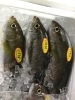 「魚魚市場鮮魚コーナーおすすめは ［カンパチ］です♪」