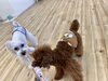 仲良くひっぱりっこ☺️「ましゅまろ幼稚園🐾」