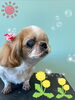 「可愛い子ちゃん♡ Dog salon mofu mofu 余市町」
