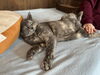 ビジ「今日のねこ🐈‍⬛✨　寝姿の日」