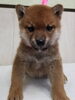 「元気で好奇心旺盛な柴犬姉妹が仲間入りしました」