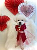 ライムくん／テディベア　ショート　シニアさん「Happy Valentine ♡」