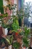 観葉植物「今週の入荷鉢✩.*˚」