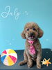 「お友達♡ Dog salon mofu mofu 余市町」