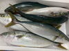 「本日鮮魚入荷致しました。(7月27日貝🦪フェスティバル決定致しました)」
