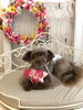 しゃかくん「わんこと秋桜」