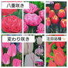 チューリップ　八重咲き・変わり咲き・アルビレックス「秋植え球根が入荷しました【変わり咲きチューリップや珍しいムスカリ】新潟県村上市の植物屋 g+f MOMO」