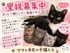 「【愛媛県新居浜市】里親募集のお知らせ！」