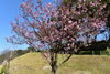 「桜が少しずつ咲き始めました‼」