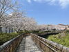 「魚魚の宿　西海橋の桜満開です🌸」