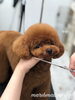 「秋のオプションキャンペーン　^ - ^」