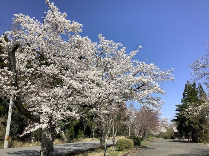 萩原の桜並木  大山町羽田井