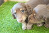 「ミニチュアダックス子犬情報」