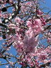 眩しいほどの青空に綺麗なピンク色の桜「桜を愛でながら気がついた　桜の花はカシス色！？」