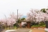 桜スポット特集 佐世保市 佐々町 波佐見町 川棚町の花見スポット まいぷれ 佐世保