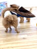 ネムくんMAX楽しんでますが…遊び方違うよ〜😅「ましゅまろ幼稚園　🐶」