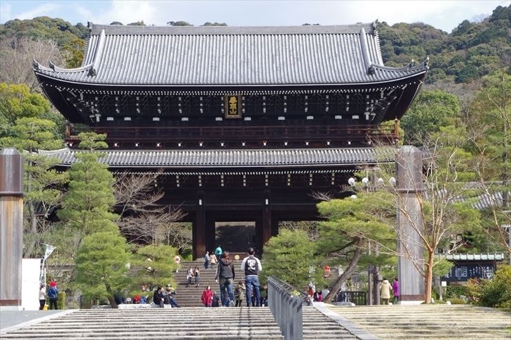 知恩院の桜