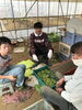 作業風景「枝豆始まりました！【就労継続支援B型　送迎あり　昼食あり】」