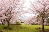 桜スポット特集 佐世保市 佐々町 波佐見町 川棚町の花見スポット まいぷれ 佐世保
