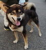 「【西条市大町798番地9付近】迷い犬を保護しています！（※伊予西条駅近辺）」