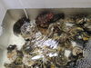 「📣本日のお魚情報🐟」