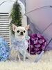 くうちゃん「わんこと雨☔️」