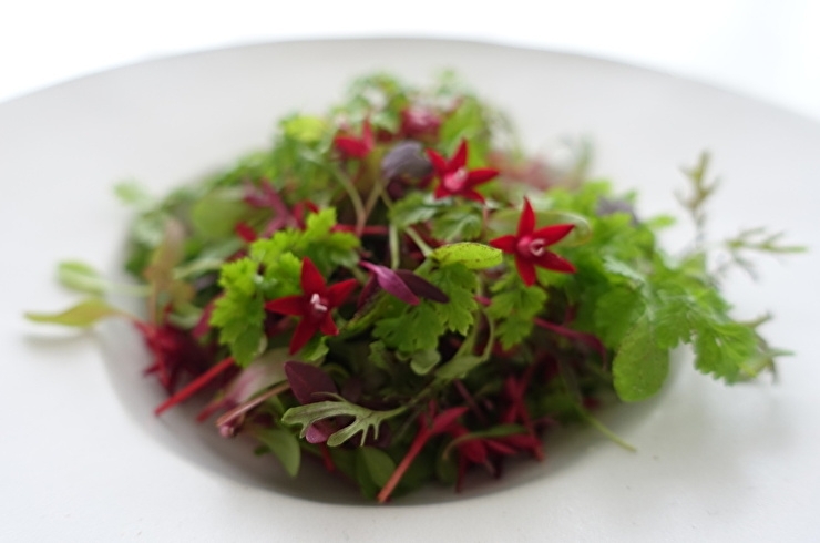 株式会社マジカルプランツ 葉物野菜 パクチー レタス ベビーリーフ マイクロリーフ等 ふるさと納税で日本を元気に 鴻巣市 こうのす広場 鴻巣市 株式会社マジカルプランツ 葉物野菜 パクチー レタス ベビーリーフ マイクロリーフ等 ふるさと納税で日本を元気に 鴻巣市 こうのす広場 鴻巣市