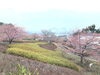 「魚魚の宿上の公園　河津桜の開花情報（2月16日）」