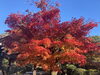 光明寺「京都紅葉紀行②日目」