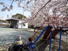「☆満開の桜の下でお花見☆」