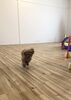 ポワンくん　全力疾走　(^з^)-☆「ましゅまろ幼稚園　^ - ^」