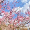 フローラルガーデンよさみにて 梅の花を堪能してきました まいぷれ刈谷知立編集部が行く まいぷれ 刈谷 知立