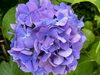 アジサイ「アジサイの花の色はどのように決まる？｜八王子めじろ台の個別指導塾『ガリレオ理数進学塾』」