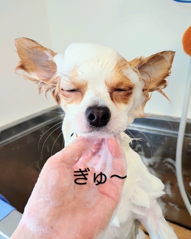 Dogsalonsent 今日のお客様 千歳ドッグサロン 千歳トリミングサロン 千歳トリミング 千歳ペットサロン 千歳ペットホテル トリミングサロン トリミング ドッグサロン チワワ シャンプー 怖がりさん 社会化期 社交性 Dog Salon Sentのニュース まいぷれ 千歳 恵庭