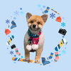 「Dog salon mofu mofu　余市町」