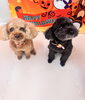 「✂️✨トリミングに来られたわんちゃんたち紹介🐶🐾」