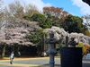 心満たされる自然と歴史の風景「三重塔を彩る桜が見頃です｜今週がラストチャンスのお花見散策」