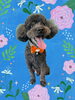 「Dog salon mofu mofu　余市町」