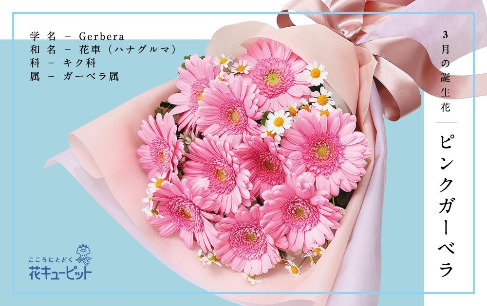 3月の誕生花 ピンクガーベラ 春のフラワーギフト 花キューピットでお花じかん まいぷれ 黒部 入善 朝日 3月の誕生花 ピンクガーベラ 春のフラワーギフト 花キューピットでお花じかん まいぷれ 黒部 入善 朝日