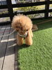 ポワンくん「ましゅまろ幼稚園　と　お知らせ　^ - ^」