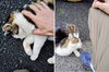 もっとなでてくれー「(ΦωΦ) ねこ元気 (=^・^=)　★英会話と体操のコラボ教室（堀切、お花茶屋、綾瀬、亀有、小菅）」
